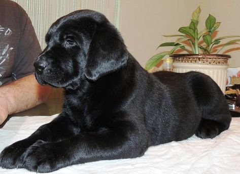 Dog Breeds Labrador, Black English Labrador, English Black Lab Puppies, Black Labs Puppy, Black Labrador Retriever Puppy, English Black Lab, Chocolate Dogs, English Lab Puppies, American Labrador