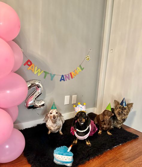 Candy's 2nd bday🥳 Swipe to the last pic to see her fave part of her special day 😂🎂🎈 Comment which picture is your favorite! 💬 (this was 3 weeks ago but better late than never) 🤣 dog birthday party, celebrating dogs birthday #dogs #cutedogsoninstagram #dachshundsoftheday #minidachshund #miniaturedachshundsofig Dog 21st Birthday Party, Birthday Dogs, Dogs Birthday, Dog Birthday Party, Better Late Than Never, Miniature Dachshund, Mini Dachshund, Dog Birthday, 3 Weeks