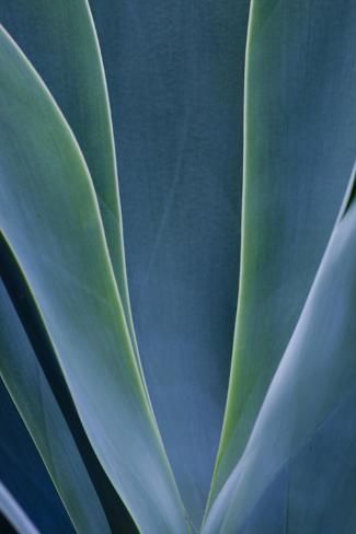 size: 36x24in Photographic Print: Close-up blue green agave leaves by Darrell Gulin : Green Aesthetic Furniture, Blue And Green Aesthetic, Green Blue Aesthetic, Small Great Room, Va Business, Aesthetic Furniture, Orange Fleece, Hydrangea Care, Leaves Art