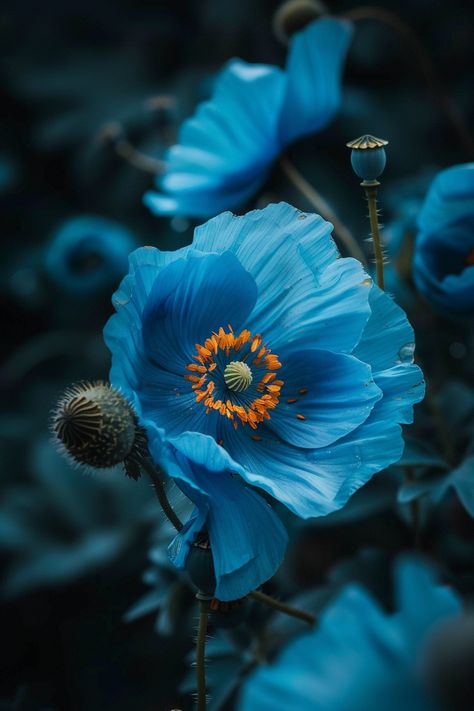 The Himalayan Blue Poppy is a mesmerizing flower known for its striking blue petals and enchanting appeal. Often considered a garden gem, it embodies tranquility and elegance.  Light: Partial shade. Water: Keep the soil evenly moist, especially during dry periods. Soil: Moist, well-drained, slightly acidic soil. Temperature: 50-65°F (10-18°C). Humidity: High humidity. Fertilizer: Apply fertilizer rich in nitrogen during the growing season.This flower is perfect for creating a cool, calming garden space.  #HimalayanBluePoppy #BlueFlower #GardenDesign #Nature Himalayan Blue Poppy Flower, Himalayan Poppies, Blue Poppy Flower, Himalayan Blue Poppy, Dried Poppy, Flower References, Beautiful Blue Flowers, Acidic Soil, Blue Poppies