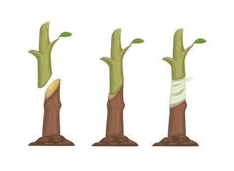 Plant grafting method process information illustration vector Information Illustration, Plant Grafting, Grafting Plants, Tree Saw, Plant Drawing, Propagating Plants, Cityscape Photos, Cat Aesthetic, Nature Backgrounds