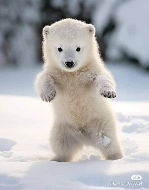 Photo Ours, Polar Bear Images, Heavenly Creatures, Lukisan Comel, Baby Polar Bears, Cute Polar Bear, Bear Photos, Young Animal