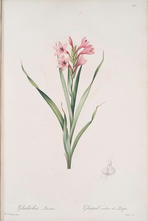 Redoute Flowers, Gladiolus Flower, Brewster Wallcovering, Earth Pigments, Botanical Artwork, Rock Design, Botanical Drawings, Drawing Prints, New York Public Library