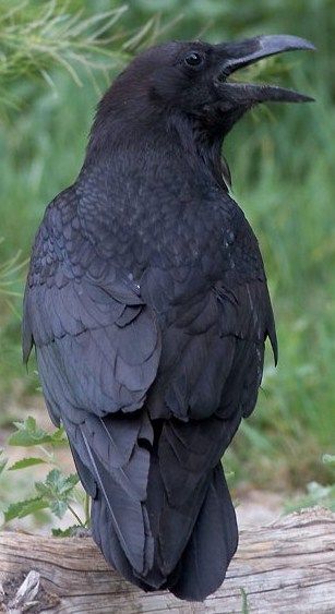 Raven Reference, Crow Reference, Crow Magic, Raven Drawing, Pet Raven, Raven Photography, Rabe Tattoo, Common Raven, Blue Raven