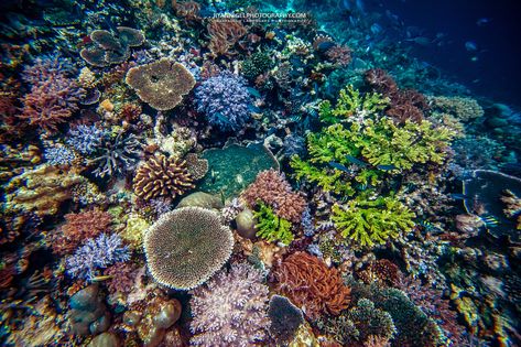 Raja Ampat Underwater World Raja Ampat Landscape, Underwater World, Landscape Photography, Indonesia, Photography, Travel, Art