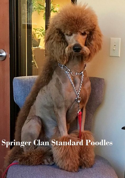 Toy Poodle Hairstyles, Black Mini Poodle Haircut Styles, Masculine Poodle Haircut, Standard Poodle Mohawk, Fun Poodle Haircuts, Male Poodle Haircut, Cool Poodle Haircuts, Poodle With Mustache, Fun Poodle Haircut Styles