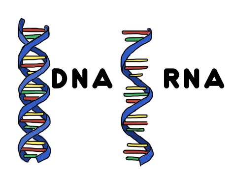 JsmnLD Nucleic Acid, Biology, Digital Drawing, Clip Art, Quick Saves