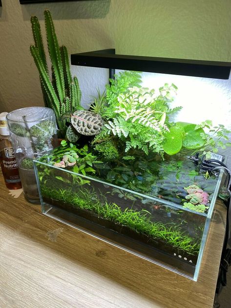 Old Fish Tank Ideas, Nano Pond, Water Terrarium, Indoor Pond, Fish Aquarium Decorations, Aquarium Garden, Fish Tank Design, Mini Aquarium, Indoor Water Garden