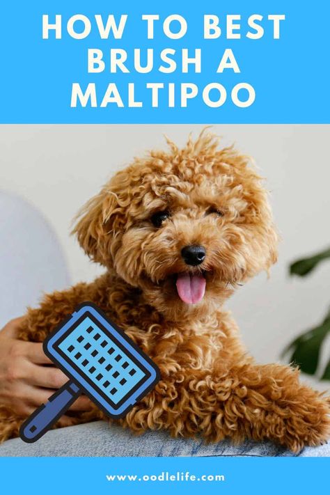 How To Brush Poodle Hair, Dog Matted Hair Tips, How To Groom A Maltipoo At Home, How To Be A Better Dog Mom, Maltipoo Haircuts, How To Groom A Labradoodle At Home, Toy Maltipoo, Maltipoo Dog, Matted Hair