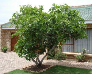 Dwarf fig tree Tree Garden Design, Fig Tree Plant, Tree Borders, Tree Lined Driveway, Ficus Tree, Fig Tree, Garden Trees, Lush Garden, Landscape Trees