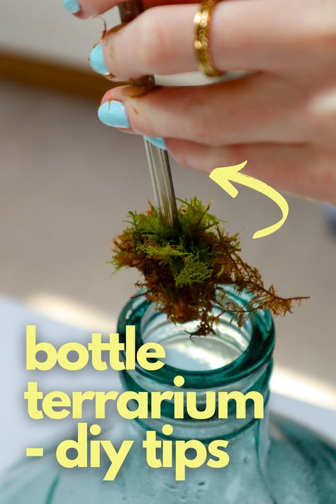 Ready to embark on a DIY bottle terrarium project? Whether it's water, wine, or whisky, your next creative venture is just a few sips away. Explore the world of bottle terrariums, from simple to expert-level projects, based on your container choice... and how much you've had to drink. Join us for a step-by-step guide on crafting a bottle terrarium from the ground up. We'll dive into the best plant options, container ideas, and fun project inspirations. Wine Bottle Terrarium Diy, Glass Jug Terrarium, Whiskey Bottle Terrarium, Terrarium In A Bottle, How To Build A Terrarium, Glass Bottle Plants Ideas, Bottle Terrarium Diy, Open Terrarium Ideas, Closed Terrarium Ideas Diy