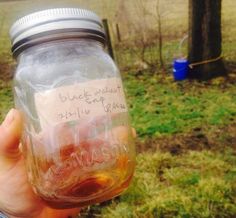 black walnut sap Tapping Black Walnut Trees, Walnut Syrup, Walnut Uses, Sugar Bush, Black Walnut Tree, Walnut Recipes, Maple Trees, Walnut Tree, Veggie Patch