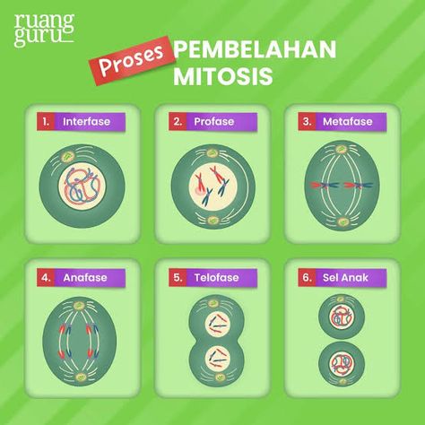 6. gambar tahapan pembelahan mitosis : ￼ 7. gambar tahapan pembelahan meiosis : ￼ • meiosis 1 : ￼ • meiosis 2 : ￼ KESIMPULAN : ￼ Membran Sel, Biochemistry Notes, Biology Notes, Biochemistry, Study Planner, Anime Kawaii, Ipa, Galaxy Wallpaper, Biology