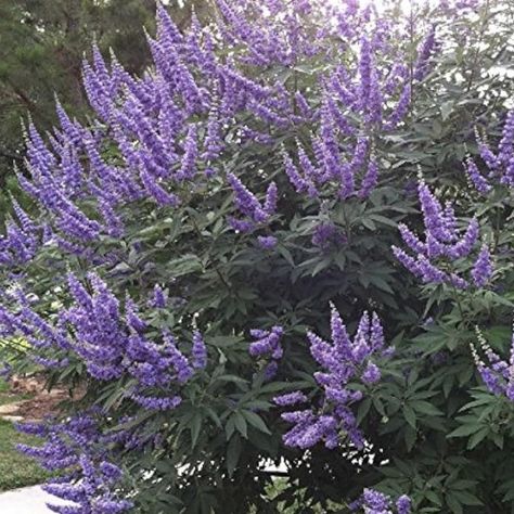 VITEX Trees - Plant... - Giddings Nursery & Garden Center Vitex Tree, Mammoth Sunflower, Vitex Agnus Castus, Agnus Castus, Chaste Tree, Crape Myrtle, Cedar Trees, Garden Centre, Tree Seeds