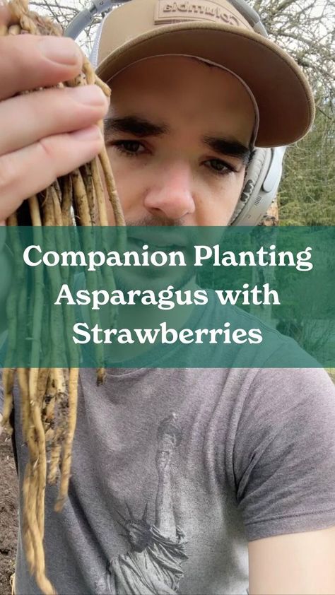 PlantHero on Reels | Kupla · Puzzles Planting Asparagus, Asparagus Garden, Plant Strawberries, Growing Asparagus, Straw Mulch, Asparagus Plant, Strawberry Garden, Gardening Techniques, Strawberry Plants