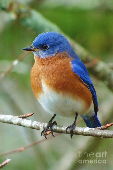 Eastern Bluebird Art Print featuring the photograph Bluebird On Branch by Crystal Joy Photography Birds Photography Art, Blue Bird Art, Branch Art, Joy Photography, Blue Birds, Nature Birds, Backyard Birds, Bird Pictures, Exotic Birds