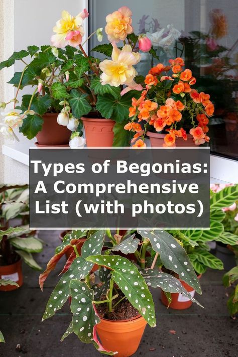 types of begonias in pots flowering Begonia Houseplant Varieties, Begonia Varieties And Names, Overwintering Begonias In Pots, Non Stop Begonias, Indoor Begonia House Plants, Different Types Of Begonias, Begonia Container Ideas, Over Wintering Begonias, Begonia Landscaping Front Yards