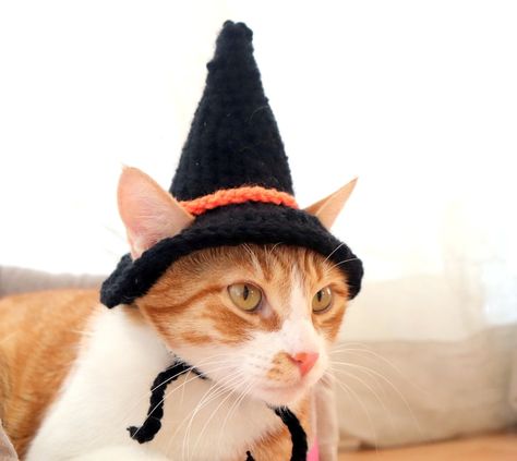 Crochet Cat Witch Hat, Witch Hat Costume, Witch Hats Costume, Cat Witch Hat, Miniature Dog Breeds, Crochet Cat Hat, Pet Parade, Crochet Halloween, Cat Halloween Costume