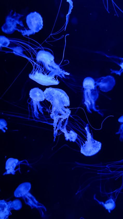 jellyfish • seacore • wallpaper • ocean • sea aesthetic Oceancore Aesthetic Wallpaper, Seacore Aesthetic Wallpaper, Seacore Wallpaper, Moon Jellyfish Wallpaper, Jellyfish Aesthetic Wallpaper, Deep Sea Aesthetic, Deep Blue Aesthetic, Deep Sea Wallpaper, Star Jellyfish