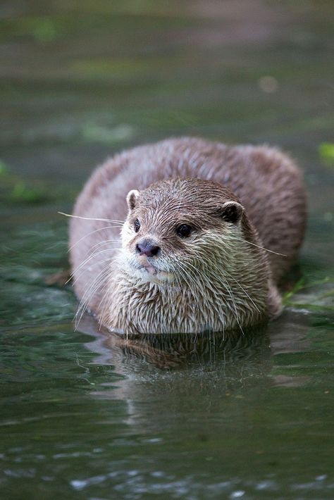 Loaf Cat, Cat Loaf, River Otters, Otters Cute, Otter Love, Baby Otters, River Otter, Wild Creatures, Sea Otter