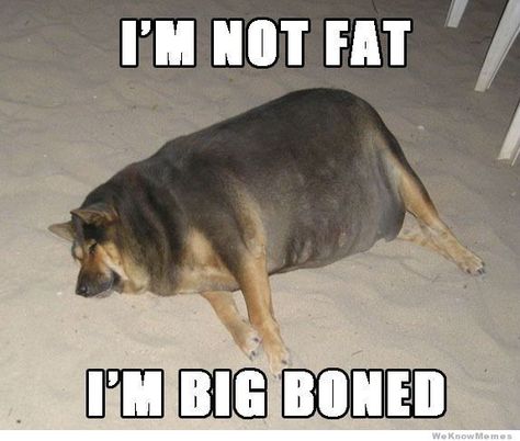 big dog Fat Animals, The Meta Picture, Big Boned, Fat Dogs, Memes In Real Life, Smile Smile, Funny Life, Dog Care Tips, Dog Care