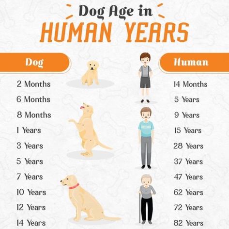 Year 8, Dog Ages, Year 7, Dog Years, Small Puppies, Dog Life, Puppies, Human, Dogs