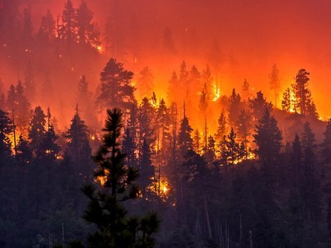 Berserk Aesthetic, Fire Aesthetic, Fire Control, Wildland Fire, Captive Prince, California Wildfires, Fire Photography, Wild Fire, Forest Fire