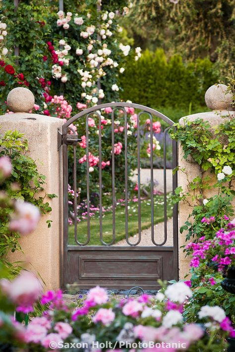 Metal garden gate on stucco pillars entry into rose garden;  in California country garden Metal Garden Gates, Garden Entrance, The Secret Garden, Fence Gate, Iron Gate, Gorgeous Gardens, Garden Cottage, Country Gardening, Gate Design