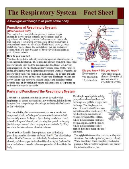 The Respiratory System – Fact Sheet Allows gas exchange to all parts of the body. Functions of Respiratory System: (What does it do?) The major function.> Respiratory System Parts And Functions, Function Of Respiratory System, Gas Exchange Respiratory System, Respiratory System Function, Human Heart Diagram, Respiratory System Anatomy, Fish Anatomy, Gas Exchange, Human Respiratory System