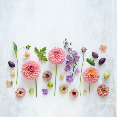 autumn_col9782_edit Flower Flatlay, Floral Flatlay, Routine Tips, Visual Storytelling, Pretty Designs, Floral Photography, Floral Image, Arte Floral, Flower Farm