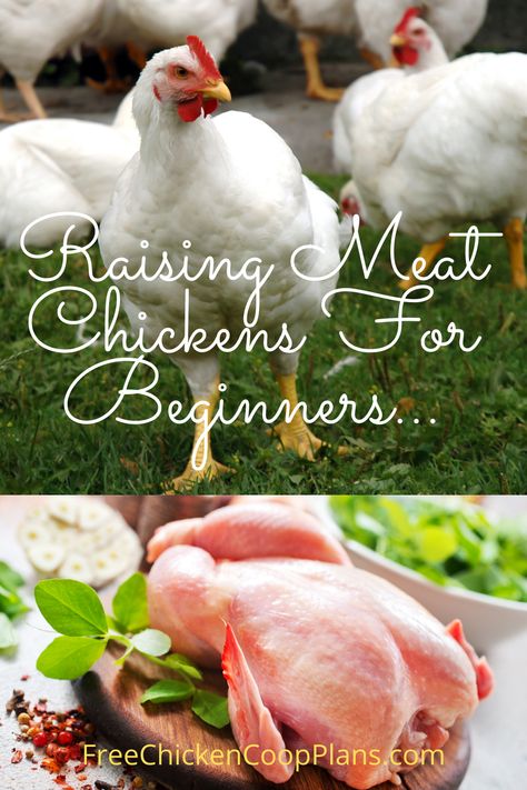 Raising Chicken For Meat, How To Raise Meat Chickens, Raising Meat Birds, Raising Chickens For Meat, Raising Meat Chickens For Beginners, Best Meat Chickens, Meat Chickens Raising, Meat Chicken Coop, Butcher Chicken