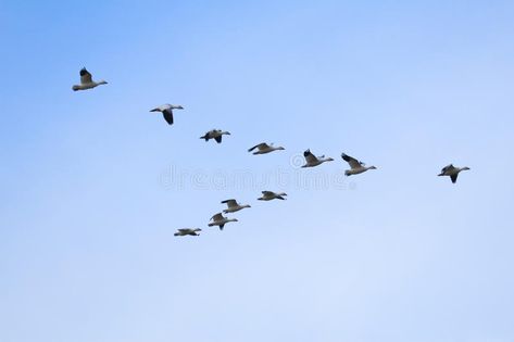 Faith Paintings, Flying Painting, Geese Flying, Snow Geese, Snow Bird, Snow Goose, Flying Geese, Stock Photography Free, 2025 Vision