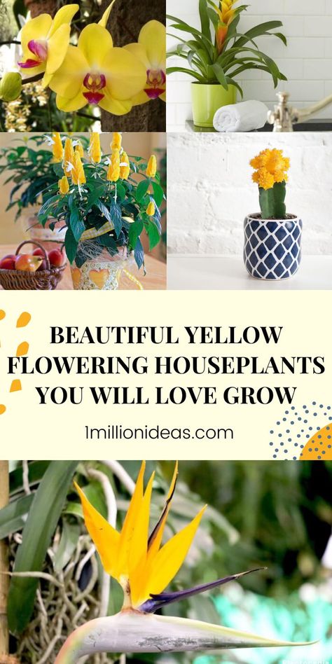 In the natural world, there are countless flowers, and each has its own beauty. Yellow flowering indoor plants are one of them! They are great for brightening up your home and there are many different houseplants with beautiful yellow flowers that you can add to your indoor garden. Moreover, most people tend to choose yellow flowers to represent luck and good energy from past to present. Yellow Indoor Plants, Yellow House Plants, Flowering Indoor Plants, Beautiful Yellow Flowers, Small Yellow Flowers, Yellow Plants, Yellow Blossom, Bathroom Plants, The Natural World