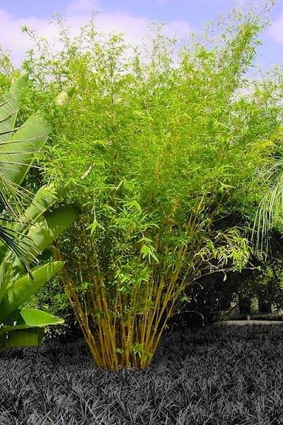 Wilson Bros Gardens Page Liked · 3 hrs ·   A delicate beauty with small leaves on slender, arching, golden culms, the Golden Goddess Bamboo is a fine, dwarf clumping bamboo perfect for adding a pleasing soft texture to smaller garden spaces. Underplanted with Black Mondo in the picture below. Wonderful contrast of color! Get all the details and pictures or purchase here-  https://www.wilsonbrosgardens.com/Golden-Goddess-Bamboo-Bambusa-multiplex.html Golden Goddess Bamboo, Black Mondo, Bamboo Hedge, Clumping Bamboo, Oak Cliff, Small Leaves, Heirloom Roses, Red Petals, Golden Goddess