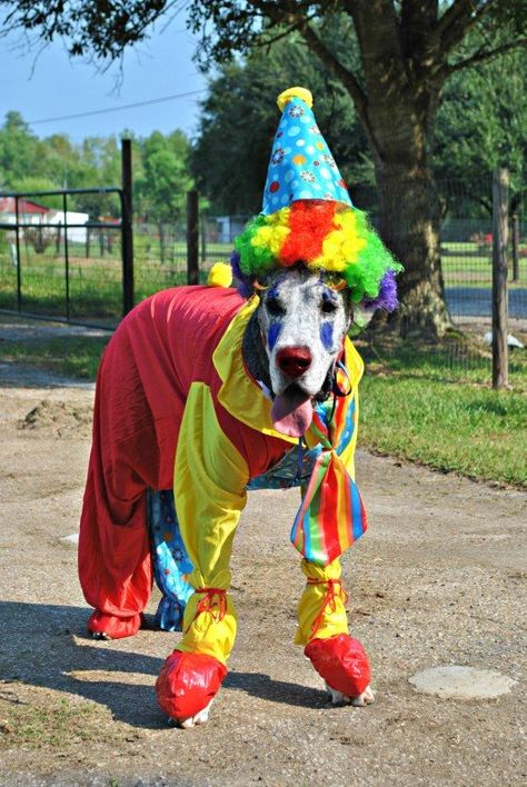 Great Dane Costume, Great Dane Temperament, Great Dane Funny, Best Dog Costumes, Clown Costumes, Clown Halloween Costumes, Dane Puppies, Great Danes, Great Dane Puppy