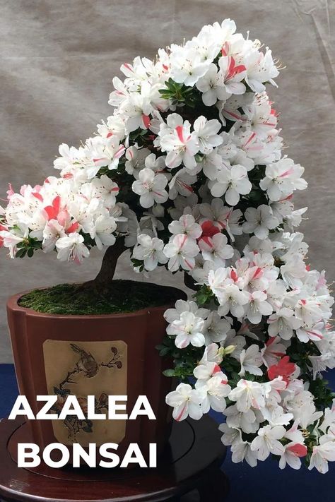 Azalea Bonsai, known for its vibrant and abundant flowers in a range of colors, creates a captivating miniature garden. Plant enthusiasts value its ability to provide a burst of color and natural beauty in a compact form, making it popular among bonsai enthusiasts. Explore the secrets of cultivating and maintaining the vibrant allure of Azalea Bonsai in our exclusive guide, featuring expert insights on care, pruning techniques, and creating a breathtaking bloom. Photo Credit: @bonsai_sana Bonsai Azalea, Azalea Bonsai, Miniature Trees, Bonsai Plants, Small Leaf, New Growth, Flower Show, Miniature Garden, Bonsai Tree