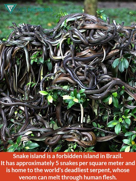 Snake Island in Brazil Snake Island Brazil, Snake Island, Fire Snake, Scary Snakes, Fun Facts About Animals, Catherine Deneuve, Animal Facts, Reptiles And Amphibians, Animal Stories