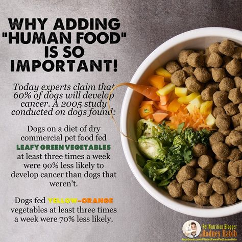 Lou Dog, Organic Dog Food, Food Dog, Dog Nutrition, Dog Diet, Healthy Dog Food Recipes, Human Food, Best Dog Food, Animal Nutrition