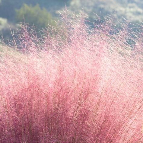 TLC Garden on Instagram: "Looking to make a statement? Pink Muhly Grass is a perennial ornamental fast-growing grass that shows out in Oklahoma wind! Pretty in pink and loves full sun! Pretty in pink, and will grow to 3′. Blooming pink-to-purple each fall, this showstopper is available at TLC!" Pink Grass Aesthetic, Pink Muhly, Pink Grass, Growing Grass, Perennial Grasses, Grass Wallpaper, Watership Down, Minecraft Inspiration, Grasses Garden