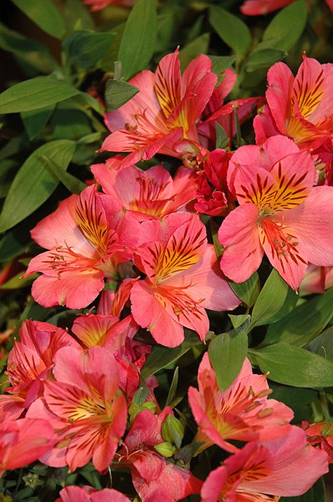 Lillies Inca Lillies, Alstroemeria Flower, Flower Dragon, Peruvian Lily, Dragon Flower, Roses And Tulips, Floral Design Classes, Dragon Garden, Garden Orchard