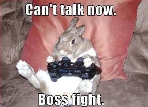 Animal Captions, Honda S2000, Mia 3, Funny Captions, Funny Animal Jokes, Funny Bunnies, Gaming Memes, Picture Captions, Animal Jokes