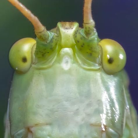 𝒜𝒹𝓇𝒾𝒶𝓃𝒶 🇩🇪 on Instagram: "Tettigonia viridissima, the great green bush-cricket 💚🦗 (de. Grünes Heupferd) #ZUIKO60MM #OMD1MARKIII @ak_diffuser #singleshot #earthcapture #cricket #critter #heupferd #tettigoniaviridissima #greenbushcricket #wildlife #wildlifeshot #macrophotography #macro #insect #animal #nature #green #eyes #wildnis #beautifulworld #bio_sapiens #snagbug #beautiful_insects_japan" Cricket Animal, Insect Project, Cricket Bug, Cricket Insect, Beautiful Insects, Animal Nature, Arthropods, Nature Green, July 17