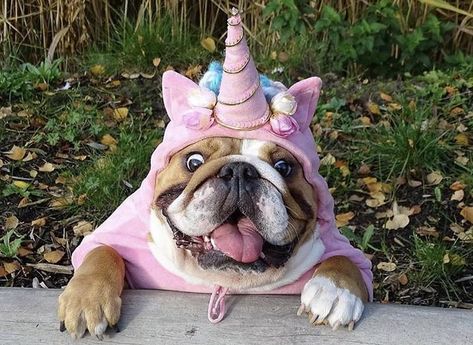 Unicorn!!!! - Imgur Cute Bulldogs, Unicorn Costume, 강아지 그림, English Bulldog Puppies, Dog Halloween Costumes, Sanya, Dog Costumes, Dog Halloween, Halloween Kostüm