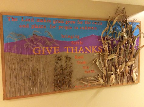 November 2015 church school bulletin board. I used real corn stalks, soybean plants, and some wheat looking grass. :) The Lord makes grass grow for the cattle and plants for people to cultivate, bringing forth food from the earth. Psalm 104:14 Corn Maze Bulletin Board, Harvest Activities, Soybeans Plant, November Bulletin Boards, Psalm 104, Nursery Crafts, Fall Bulletin Boards, Corn Stalks, Church Bulletin Boards