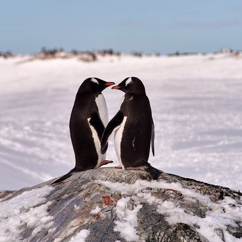 Oceana on Instagram: “Love is in the air for these penguins. 💙 Gentoo penguins are known to mate for life, and even “propose” to their significant other with a…” Drake Passage, Penguin Species, Gentoo Penguin, Penguins And Polar Bears, Penguin Art, Penguin Love, Jake The Dogs, Animal Photos, Cute Penguins