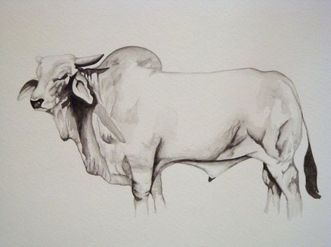 Brahma Bull Painting, Brahman Bull Drawing, Bull Art Drawing, Bull Sketch, Brahman Bull, Bull Artwork, Bigfoot Pictures, Brahma Bull, Protea Art