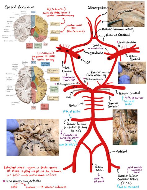 Circle of Willis Circle Of Willis Anatomy, Brain Anatomy And Function, Circle Of Willis, Anatomy Notes, Med School Study, Sistem Saraf, Medical School Life, Medicine Notes, Medicine Studies