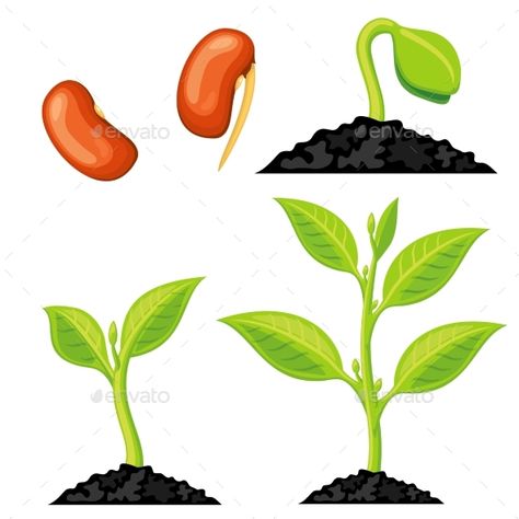 Plant Growth Stages From Seed to Sprout Plant Growth Stages, Life Cycles Kindergarten, Life Cycles Preschool, Life Cycle Craft, Sprouting Seeds, Growing Greens, Plant Vector, Nature Green, Plant Drawing