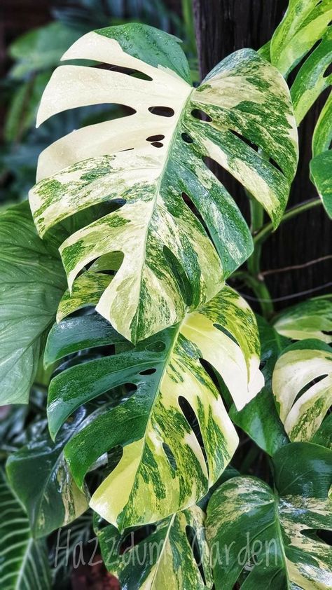 Art Zentangle, Leafy Plants, Variegated Plants, Plant Aesthetic, Monstera Plant, Plant Painting, Tropical Foliage, Plant Illustration, Green Nature