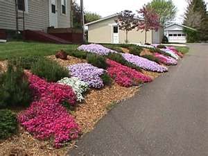 Skillin's Garden Log: Phlox Subulata--Creeping Phlox Pretty Landscape Pictures, Flagpole Landscaping Ideas, Backyard Hill Landscaping, Ground Cover Seeds, Phlox Plant, Phlox Subulata, Amazing Landscaping Ideas, Landscaping On A Hill, Yard Inspiration